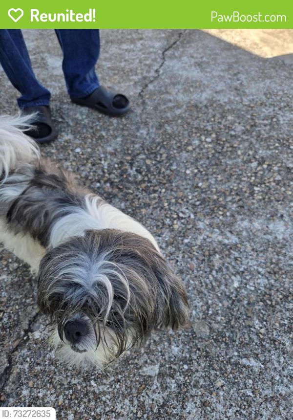 Reunited Unknown Dog last seen Wingtip, Houston, TX 77075