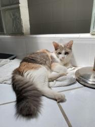 Found/Stray Female Cat last seen Near Debby Ln Mission, Texas, Mission, TX 75872