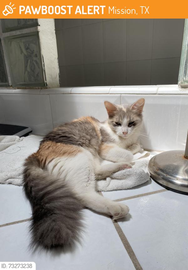 Found/Stray Female Cat last seen Near Debby Ln Mission, Texas, Mission, TX 75872