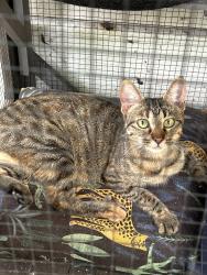 Found/Stray Female Cat last seen Houston st and Courtland Ave, Asheville, NC 28801