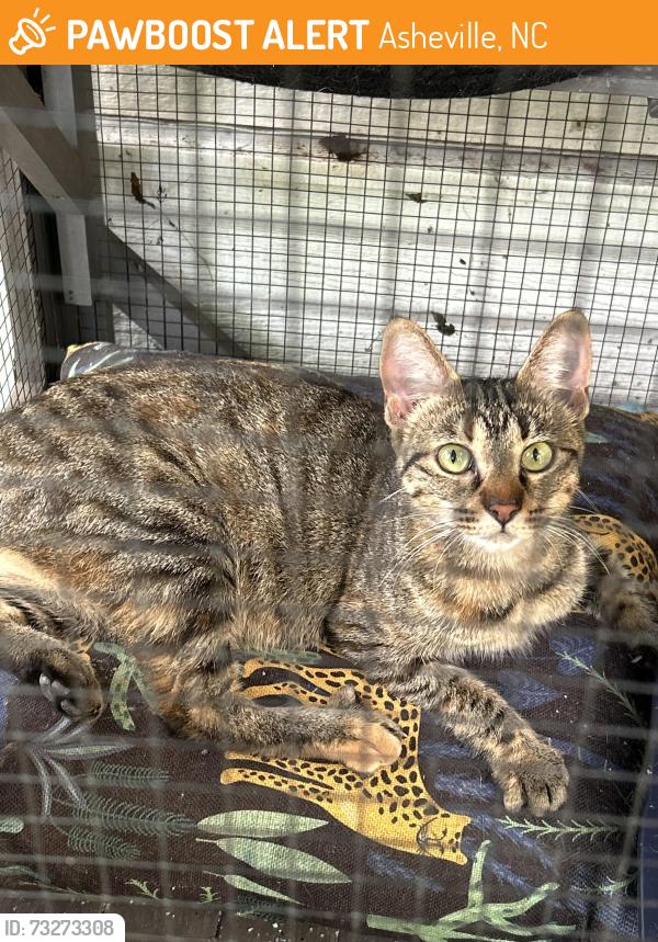 Found/Stray Female Cat last seen Houston st and Courtland Ave, Asheville, NC 28801