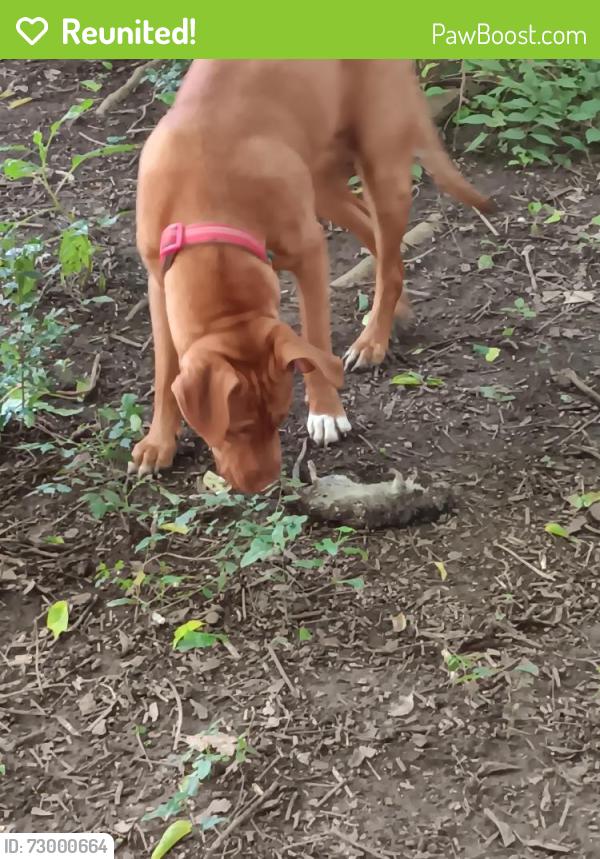 Reunited Female Dog last seen Chattanooga Box Company, Chattanooga, TN 37408