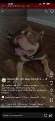 Lost Female Dog last seen Kirkwood and bellaire area, Houston, TX 77072