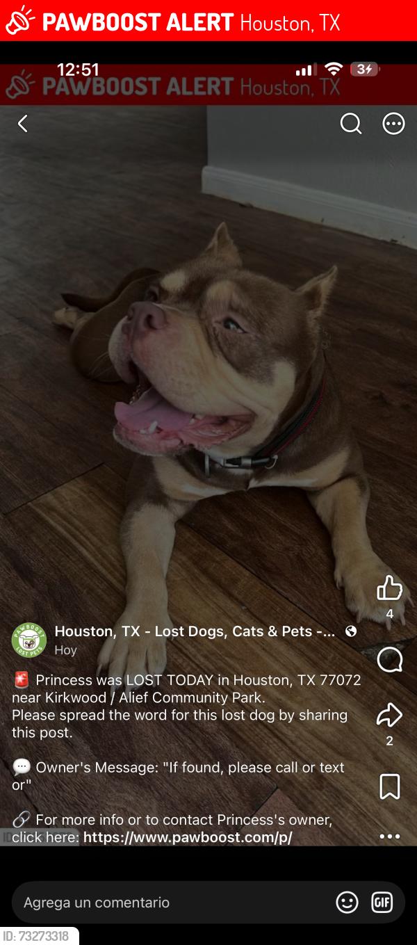 Lost Female Dog last seen Kirkwood and bellaire area, Houston, TX 77072