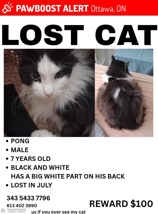 Lost Male Cat last seen Highbury park drive, Ottawa, ON 