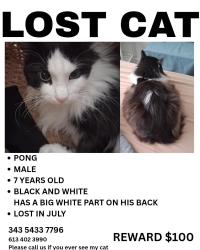 Lost Male Cat last seen Highbury park drive, Ottawa, ON 