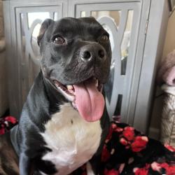 Shelter Stray Female Dog last seen , 2350 Appling City Cove, Memphis, TN 38133, USA
