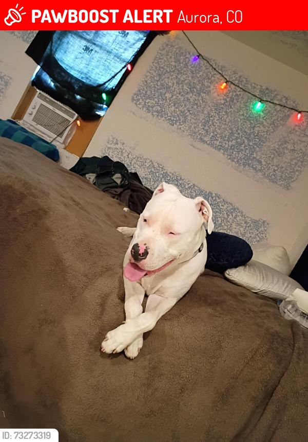 Lost Male Dog last seen Naples and mobile Aurora, Aurora, CO 80011