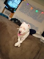 Lost Male Dog last seen Naples and mobile Aurora, Aurora, CO 80011