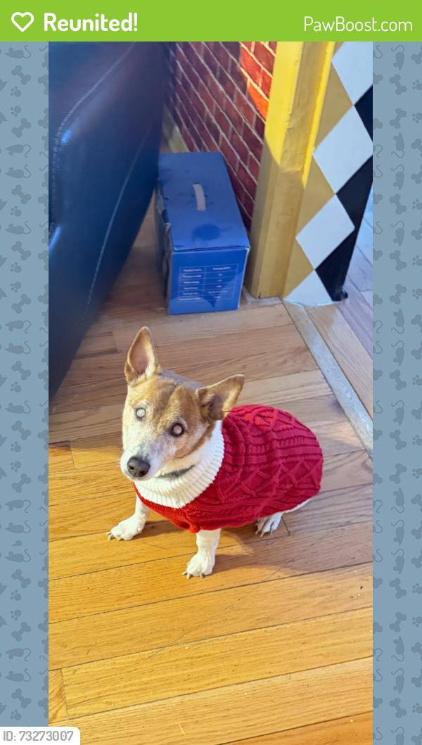 Reunited Male Dog last seen Broadway, Brentwood, NY 11717