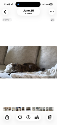 Lost Female Cat last seen Park and Kayla circle, Oviedo, FL 32765
