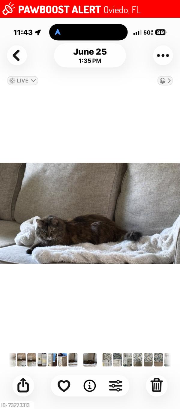 Lost Female Cat last seen Park and Kayla circle, Oviedo, FL 32765