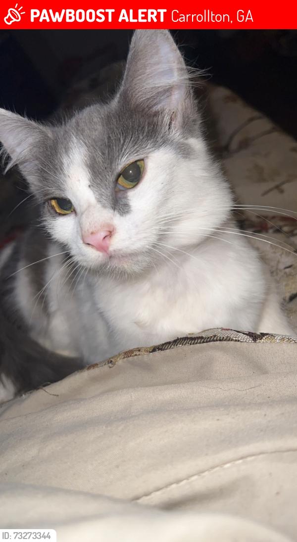 Lost Female Cat last seen Frashier Road, Carrollton, GA 30116