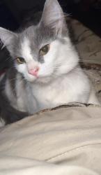 Lost Female Cat last seen Frashier Road, Carrollton, GA 30116