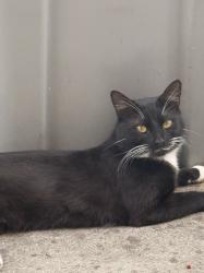 Lost Male Cat last seen Wolfit Avenue, Balderton, England NG24 3RX