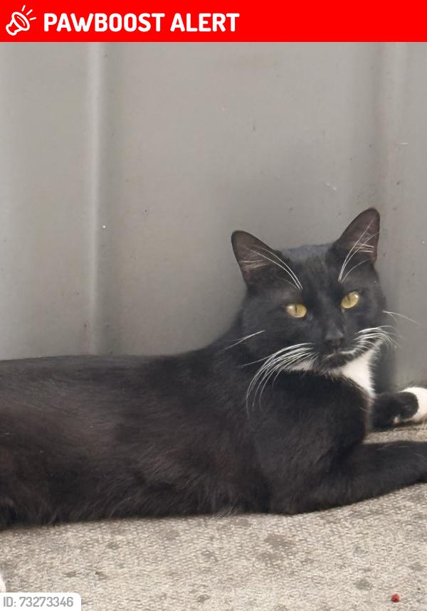 Lost Male Cat last seen Wolfit Avenue, Balderton, England NG24 3RX