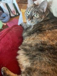 Lost Female Cat last seen Aspen Way and N San Marcos Rd, Santa Barbara, CA 93111