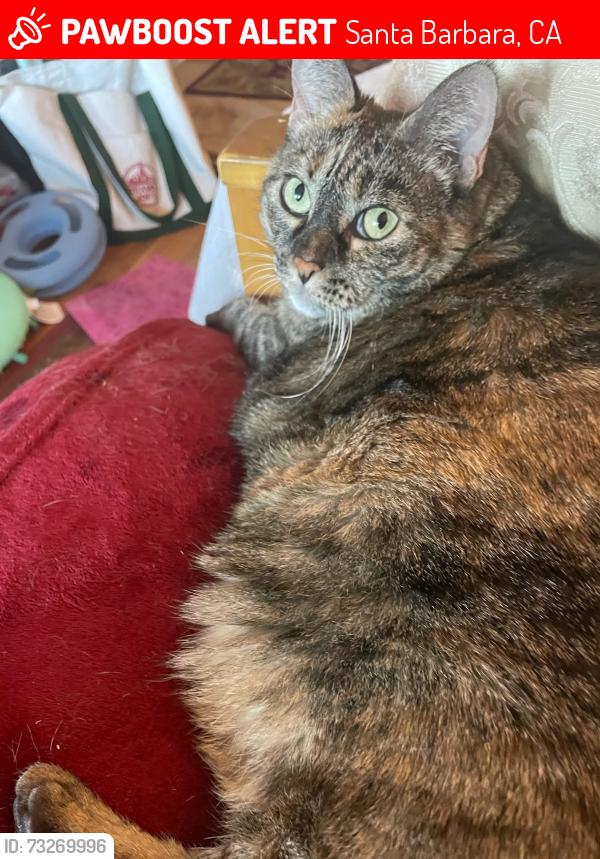 Lost Female Cat last seen Aspen Way and N San Marcos Rd, Santa Barbara, CA 93111