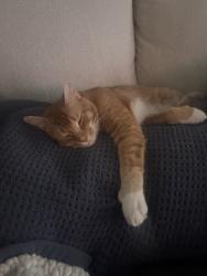 Lost Male Cat last seen Forest oaks, Spring Hill, FL 34606