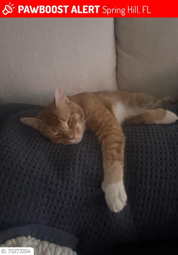 Lost Male Cat last seen Forest oaks, Spring Hill, FL 34606
