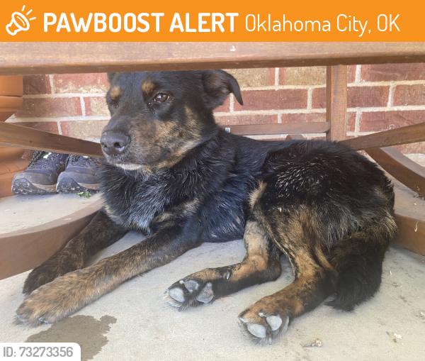 Found/Stray Unknown Dog last seen South Shields, Oklahoma City, OK 73149