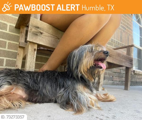 Found/Stray Unknown Dog last seen Juniper Drive, Humble, TX 77346