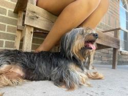 Found/Stray Unknown Dog last seen Juniper Drive, Humble, TX 77346
