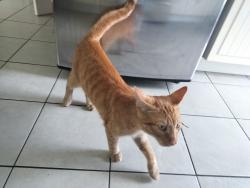 Found/Stray Male Cat last seen Royal York and The Queensway, Toronto, ON M8Y 1L5