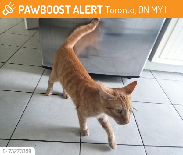 Found/Stray Male Cat last seen Royal York and The Queensway, Toronto, ON M8Y 1L5