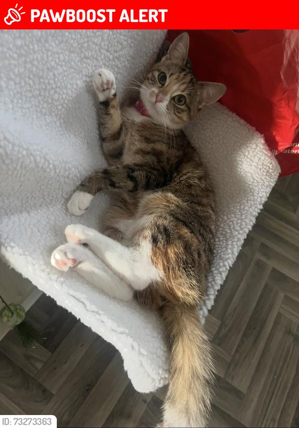 Lost Female Cat last seen Blossomfield, Telford and Wrekin, England TF3 1AD