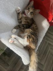 Lost Female Cat last seen Blossomfield, Telford and Wrekin, England TF3 1AD