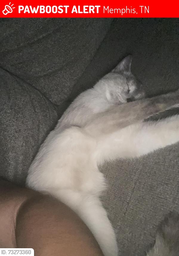 Lost Female Cat last seen Brownsville Rd, Memphis, TN 38135