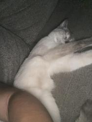 Lost Female Cat last seen Brownsville Rd, Memphis, TN 38135