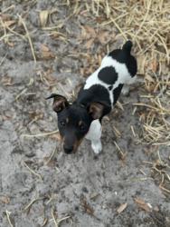 Lost Female Dog last seen 436e and 470, Lake Panasoffkee, FL 33538
