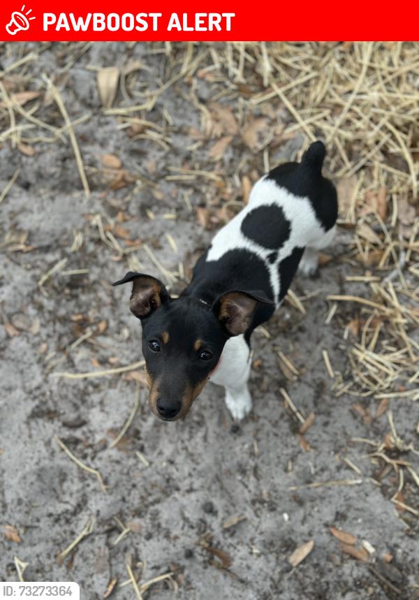 Lost Female Dog last seen 436e and 470, Lake Panasoffkee, FL 33538