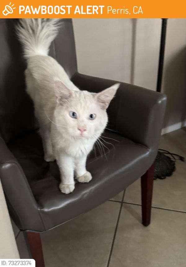 Found/Stray Unknown Cat last seen Bradley and Ramon expressway, Perris, CA 92572
