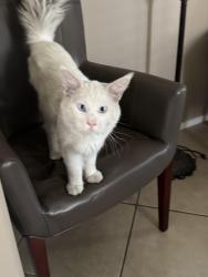 Found/Stray Unknown Cat last seen Bradley and Ramon expressway, Perris, CA 92572