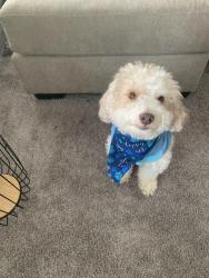Reunited Male Dog last seen O’reilly Part Store, McDonough, GA 30253