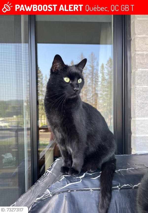 Lost Male Cat last seen Jumped off our balcony, Québec, QC G3B 2T4