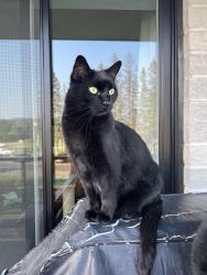Lost Male Cat last seen Jumped off our balcony, Québec, QC G3B 2T4