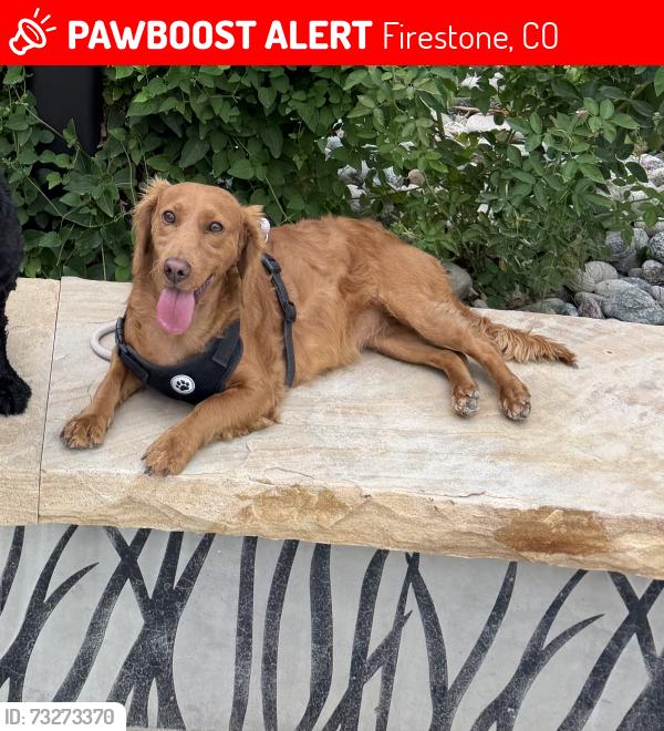 Lost Female Dog last seen Twilight Ave in Oak Meadows, Firestone, CO 80520
