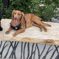 Lost Female Dog last seen Twilight Ave in Oak Meadows, Firestone, CO 80520