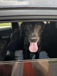 Reunited Male Dog last seen Publix in Eustis, Sorrento, FL 32776