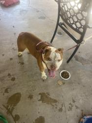 Reunited Female Dog last seen Washington / Bradley / Riverside Rancheros, Riverside, CA 92504
