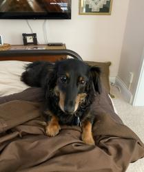Reunited Male Dog last seen Near Jones St., Bala Cynwyd, PA 19004