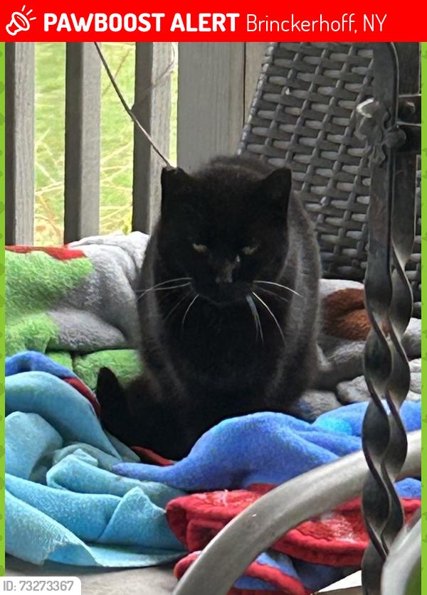 Lost Female Cat last seen Penn St, Brinckerhoff, NY 12524
