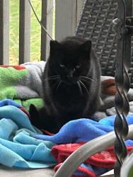 Lost Female Cat last seen Penn St, Brinckerhoff, NY 12524