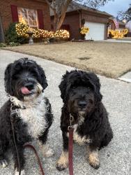 Reunited Male Dog last seen Edgewater and Natures Way, Vestavia Hills, AL 35226
