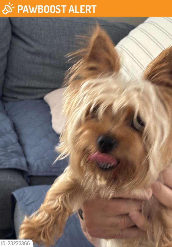 Found/Stray Unknown Dog last seen Hillside Blvd, North New Hyde Park, NY 11040