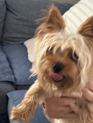 Found/Stray Unknown Dog last seen Hillside Blvd, North New Hyde Park, NY 11040